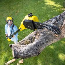 How Our Tree Care Process Works  in  Security Widefield, CO