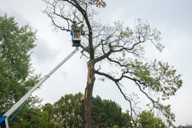 Best Emergency Tree Removal  in Security Widefield, CO