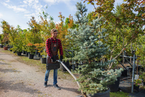 Best Hazardous Tree Removal  in Security Widefield, CO