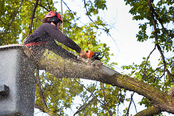 How Our Tree Care Process Works  in  Security Widefield, CO